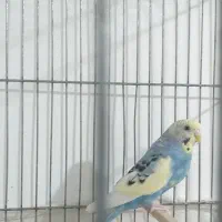 مرغ عشق ماده
