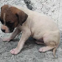 باکسر اصیل نر با ماده