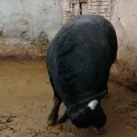 قصاب گوسفند و گوساله
