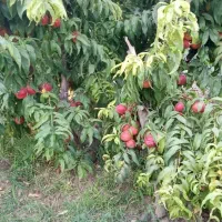 خرید و فروش باغ در حسن آباد