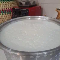 شیر تازه گاومیش خوزستان