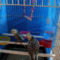 عروس هلندی..کاملا دستی دوماه