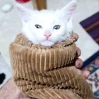 گربه