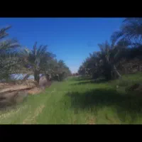 پاجوش نخل گنطار، سعمران ، یوزی، دیری وفحل غنامی