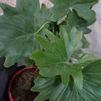 برگ انجیری