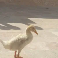 اردک