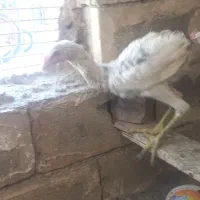لاری