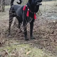 سگ سرابی اصیل