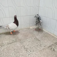 هفت رنگ خطی