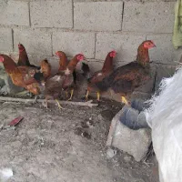 مرغ تخمگذار محلی