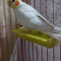 نر عروس لوتینو مست سوسنگرد
