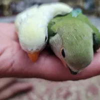 پرنده کوتوله برزیلی