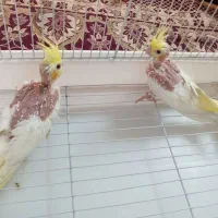 جوجه عروس هلندی