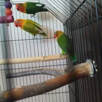 طوطی برزیلی