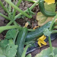 خیار درجه یک ،خیارشوری و مصرف خانگی