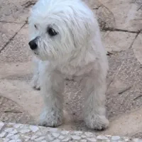سگ .