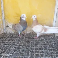 کبوتر فروشی