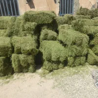 یونجه درجه یک خشک سوزنی گلدار