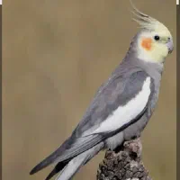 عروس هلندی