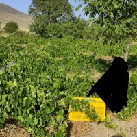 باغ-انگوری-جنس-ثمربده-روستای-ورچق