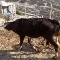 گاونر