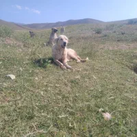 سگ ماده اصیل قیمت 12میلیون