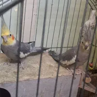 عروس هلندی جفت و مولد