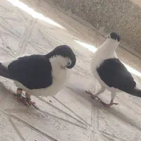 کفتر|پرنده|مشهد, کشف|دیوار