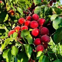 انواع نهالهای ممتاز و اعلا