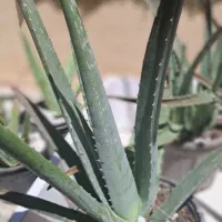 گل آلوئه ورا