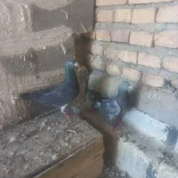 کبوتر