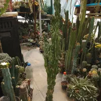 کاکتوس صخره ای اچینو استریاس