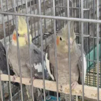 عروس هلندی