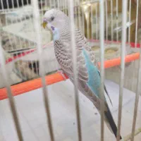 مرغ عشق سرحال با رنگ خاص