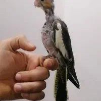 عروس هلندی 2ماهه دانه خور بازیگوش