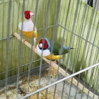 فنچ گلدین