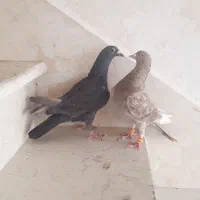 کبوتر پلاکی براحمال