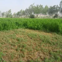 پرس یونجه وجو