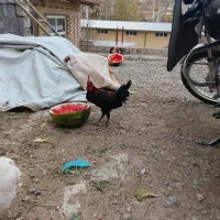 خروس لری بختیاری