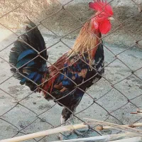 خروس|حیوانات مزرعه|سرپل ذهاب, |دیوار