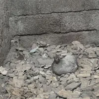 فروش خروس سلطان