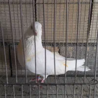 نرنوک قنار