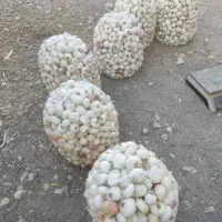 پیاز محلی تشان