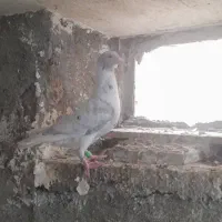نره هفت رنگ جون با ماده بزک