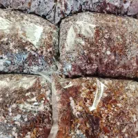 فروش انواع گل های آپارتمانی