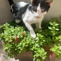 بچه گربه تاکسیدو