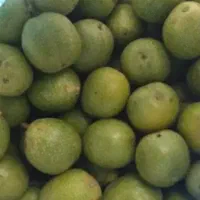 گردو