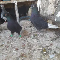 جفت کفتر زاغ دم سفید
