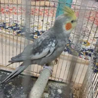 عروس هلندی نر
