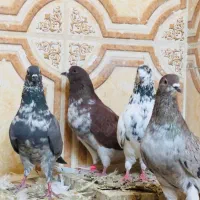 کبوتر پرشی